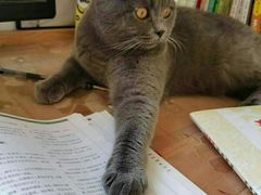 -糯米喵星人·撸猫猫舍咖啡馆(西市场嘉华店)