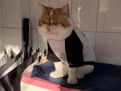 -御宝贝·A梦猫科宠物医院(国际猫友好医院)