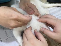 -荔康动物医院(康王北路店)