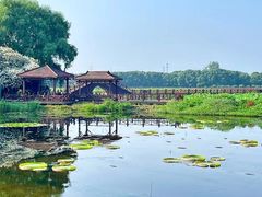 -荷塘月色湿地公园·向阳花洲