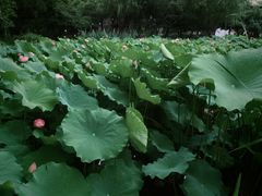 -陈家山荷花公园