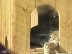 -青藏高原野生动物园
