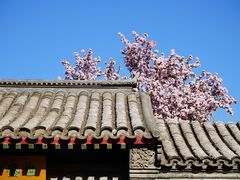-海棠花溪(元大都城垣遗址公园)
