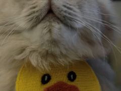 -唐小姐の猫狗洗护·购宠旗舰店(周浦万达店)
