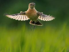 -光明小镇欢乐田园