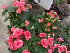 -龙大花卉苗木市场