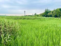 -上海吴淞炮台湾国家湿地公园