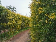 -铁山坪森林公园