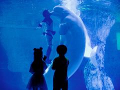 -海合安武汉极地海洋公园