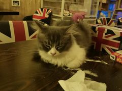 -名猫咖啡馆·撸猫·拼豆