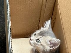 -中农国际动物医院24小时·猫科·骨科·急重症中心