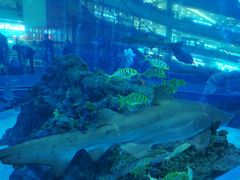 -成都浩海立方海洋公园