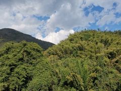 -西双版纳原始森林公园