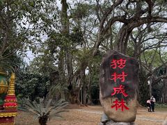 -独树成林