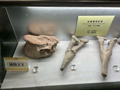 -河南自然博物馆