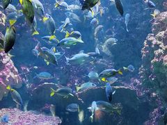 -海合安青岛极地海洋公园
