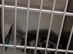 -宠颐生宠物医院外科·内科·皮肤科·影像科(石龙店)