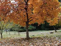 -北京西山国家森林公园