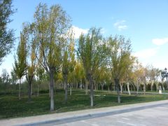 -亿利库布其七星湖沙漠生态旅游区