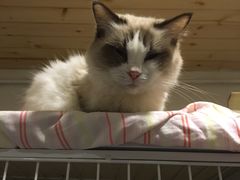 -猫色咖啡·猫咖