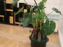 -国家会议中心大酒店