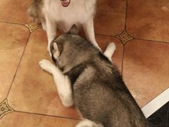 -more than meow吴止猫主题餐厅(承德 中船汇店)