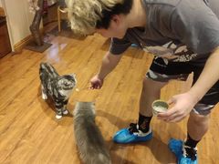 -绒爪撸猫下午茶·猫咖