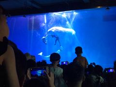 -芜湖新华联大白鲸海洋公园
