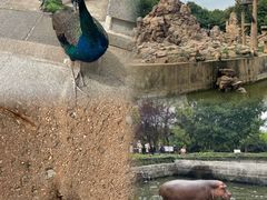 -合肥野生动物园