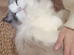 -楼上猫咖(罗湖店)