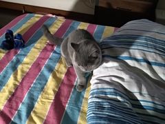 -东方名猫馆·英短金渐层布偶猫舍(环线广场1号楼店)