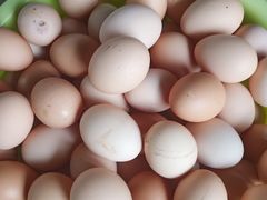 -马陆小张葡萄园农家乐