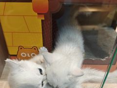 -BABIT巴比特宠物(MOMOPARK店)