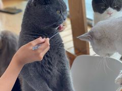 -猫的茶·猫咖