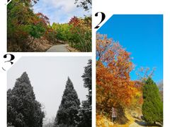 -白水寺森林公园