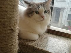 -more than meow吴止猫主题餐厅(承德 中船汇店)