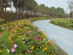-春花秋色城市公园