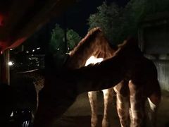 -清迈夜间动物园