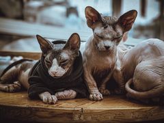 -猫小院猫主题咖啡厅(北锣店)