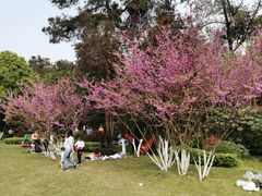 -铁山坪森林公园