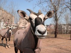 -大连森林动物园