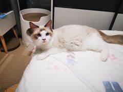 -Bastet sally猫舍购宠(静安店)