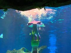 -芜湖新华联大白鲸海洋公园