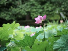 -陈家山荷花公园