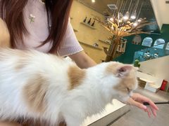 -飞行喵MR PILOT|猫舍·猫咖(静安大融城店)