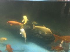 -苏州海洋馆