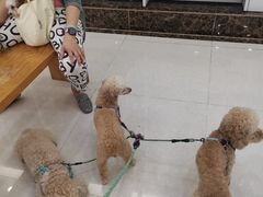-瑞鹏宠物医院·骨科·猫科·内科(第一中心)