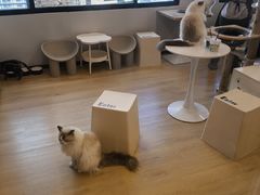 -有喵·猫咖·狗咖·30几只猫10只小狗(岗厦店)