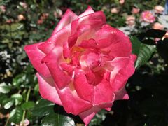 -人民公园(罗湖区)