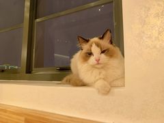 -猫腻·猫咖·撸猫馆(星光大道店)